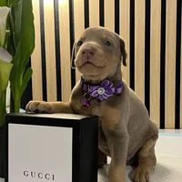 Violet, a female Doberman Pinscher for sale in Phoenix, AZ – Photo 4 of 6