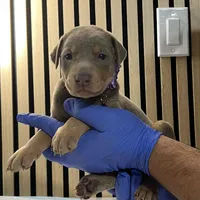 Violet, a female Doberman Pinscher for sale in Phoenix, AZ – Photo 1 of 6