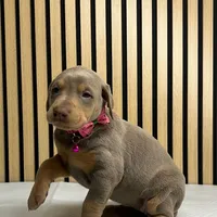 Fawn female, a female Doberman Pinscher for sale in Phoenix, AZ – Photo 2 of 4