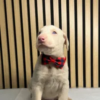 Cream male 2, a male Doberman Pinscher for sale in Phoenix, AZ – Photo 7 of 7