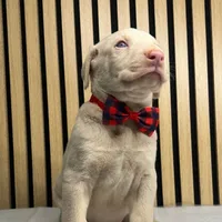 Cream male 2, a male Doberman Pinscher for sale in Phoenix, AZ – Photo 1 of 7