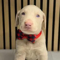 Cream male 2, a male Doberman Pinscher for sale in Phoenix, AZ – Photo 6 of 7