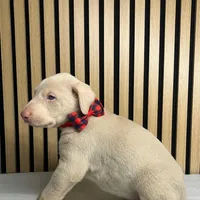 Cream male 2, a male Doberman Pinscher for sale in Phoenix, AZ – Photo 3 of 7