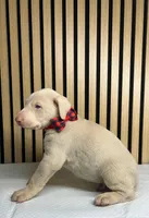 processed/0135e384-7a9e-4fb2-a4b1-1be27803e4ab/listing/64567f9a-97d2-4904-a391-8a66225c867f/1ea28e2a-5898-4d69-aadd-d4f00e0b6b21