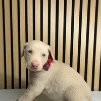 Cream male 2, a male Doberman Pinscher for sale in Phoenix, AZ – Photo 4 of 7