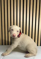 processed/0135e384-7a9e-4fb2-a4b1-1be27803e4ab/listing/64567f9a-97d2-4904-a391-8a66225c867f/2bd0d09d-78fd-4757-9daa-4a4ba50d8f1d