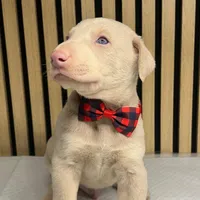 Cream male 2, a male Doberman Pinscher for sale in Phoenix, AZ – Photo 2 of 7