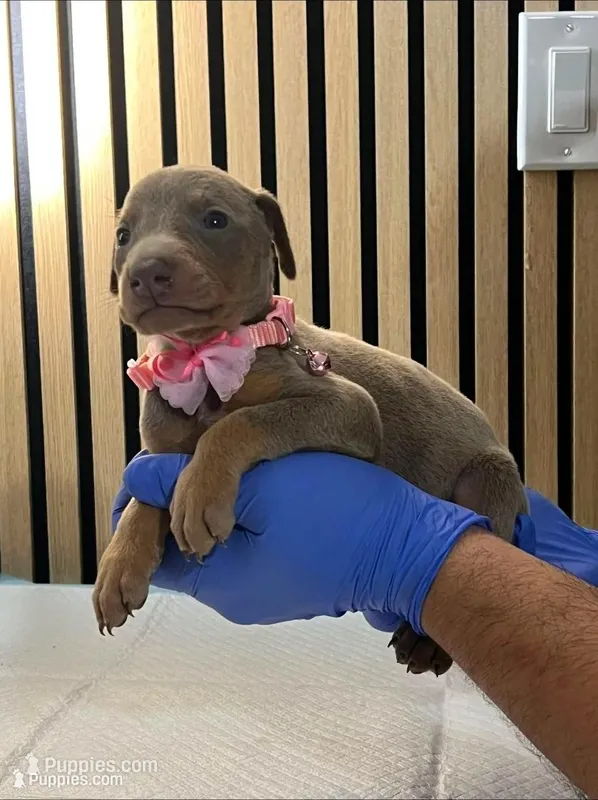 Pink – Doberman Pinscher puppy for sale in Phoenix, AZ