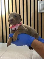 Pink, a female Doberman Pinscher for sale in Phoenix, AZ – 1 of 1