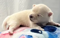Female pomeranian 2, a female Pomeranian for sale in Phoenix, AZ – 5 of 10