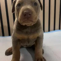 Fawn female 1, a female Doberman Pinscher for sale in Phoenix, AZ – Photo 2 of 2