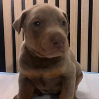 Fawn female 1, a female Doberman Pinscher for sale in Phoenix, AZ – Photo 1 of 2