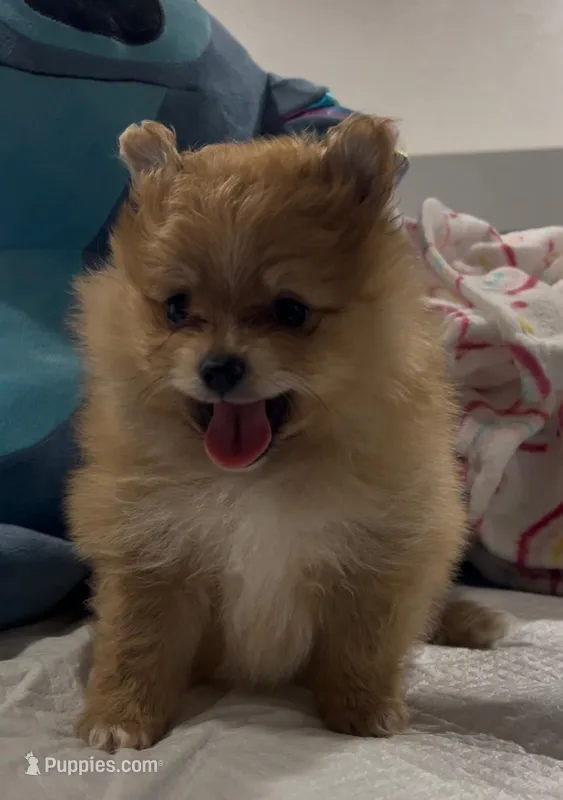 Pomeranian – Pomeranian puppy for sale in Phoenix, AZ