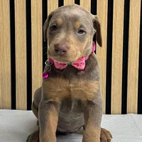 Fawn female, a female Doberman Pinscher for sale in Phoenix, AZ – Photo 4 of 4