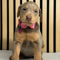 Fawn female, a female Doberman Pinscher for sale in Phoenix, AZ – Photo 2 of 4