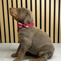 Fawn female, a female Doberman Pinscher for sale in Phoenix, AZ – Photo 1 of 4