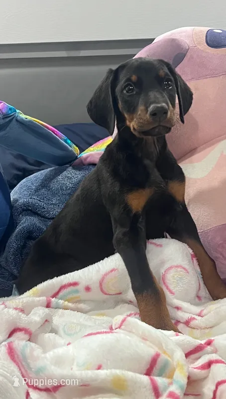 Female dobby – Doberman Pinscher puppy for sale in Phoenix, AZ