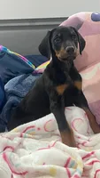 Female dobby, a female Doberman Pinscher for sale in Phoenix, AZ – 1 of 5