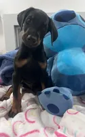 Dobeman male, a male Doberman Pinscher for sale in Phoenix, AZ – 1 of 5