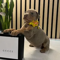 Yellow, a female Doberman Pinscher for sale in Phoenix, AZ – Photo 4 of 5