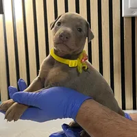 Yellow, a female Doberman Pinscher for sale in Phoenix, AZ – Photo 5 of 5