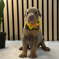 Yellow, a female Doberman Pinscher for sale in Phoenix, AZ – Photo 2 of 5