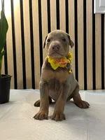 processed/0135e384-7a9e-4fb2-a4b1-1be27803e4ab/listing/8fe1300a-196a-434d-be23-f62a833a6913/be118937-32ce-4fba-a0f3-4fa0e349e159