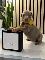 processed/0135e384-7a9e-4fb2-a4b1-1be27803e4ab/listing/8fe1300a-196a-434d-be23-f62a833a6913/e09f8cef-0069-48ae-b494-254768595dc0