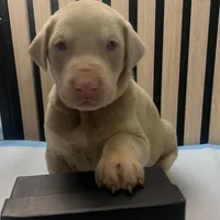 Cream female 1, a female Doberman Pinscher for sale in Phoenix, AZ – Photo 1 of 2