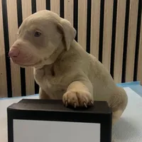 Cream female 1, a female Doberman Pinscher for sale in Phoenix, AZ – Photo 2 of 2