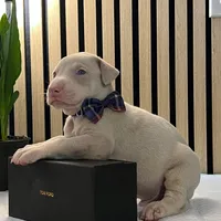 Green, a male Doberman Pinscher for sale in Phoenix, AZ – Photo 3 of 4