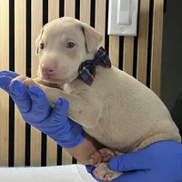 Green, a male Doberman Pinscher for sale in Phoenix, AZ – Photo 4 of 4