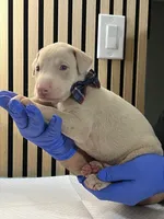 processed/0135e384-7a9e-4fb2-a4b1-1be27803e4ab/listing/9e70db6e-103f-4d47-ac96-5691408130c3/c0d37135-fba0-4331-a7a0-074d690a36ee