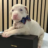 Green, a male Doberman Pinscher for sale in Phoenix, AZ – Photo 2 of 4