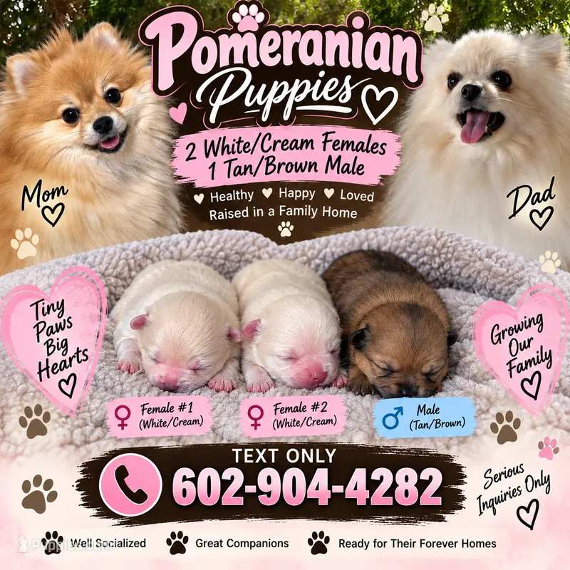 Pomeranian pups – Pomeranian puppy for sale in Phoenix, AZ