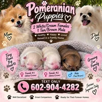 Pomeranian pups, a male Pomeranian for sale in Phoenix, AZ – 1 of 1