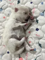 Female pomeranian 2, a female Pomeranian for sale in Phoenix, AZ – 7 of 10