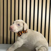 Cream male, a male Doberman Pinscher for sale in Phoenix, AZ – Photo 6 of 6