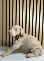 processed/0135e384-7a9e-4fb2-a4b1-1be27803e4ab/listing/a423702f-2f04-4588-b638-9c9a9a40fe1d/0c278ea1-8fa1-45b4-8c5d-fce59e796b24