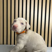 Cream male, a male Doberman Pinscher for sale in Phoenix, AZ – Photo 2 of 6