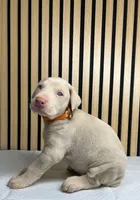 processed/0135e384-7a9e-4fb2-a4b1-1be27803e4ab/listing/a423702f-2f04-4588-b638-9c9a9a40fe1d/244b31e5-5ccf-4dc1-8ef4-3a8bace3ddf8