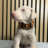 Cream male, a male Doberman Pinscher for sale in Phoenix, AZ – Photo 4 of 6