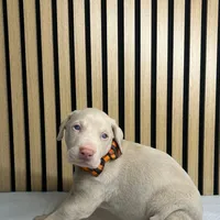 Cream male, a male Doberman Pinscher for sale in Phoenix, AZ – Photo 5 of 6