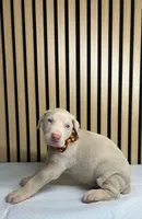 processed/0135e384-7a9e-4fb2-a4b1-1be27803e4ab/listing/a423702f-2f04-4588-b638-9c9a9a40fe1d/4962c497-f7d7-44d9-a48a-e891c7c1d8c3