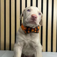 Cream male, a male Doberman Pinscher for sale in Phoenix, AZ – Photo 1 of 6