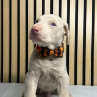 Cream male, a male Doberman Pinscher for sale in Phoenix, AZ – Photo 3 of 6