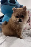 Pomeranian, a male Pomeranian for sale in Phoenix, AZ – 3 of 3
