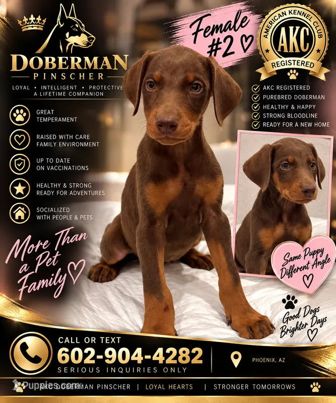 Female Dobbie # 2 – Doberman Pinscher puppy for sale in Phoenix, AZ
