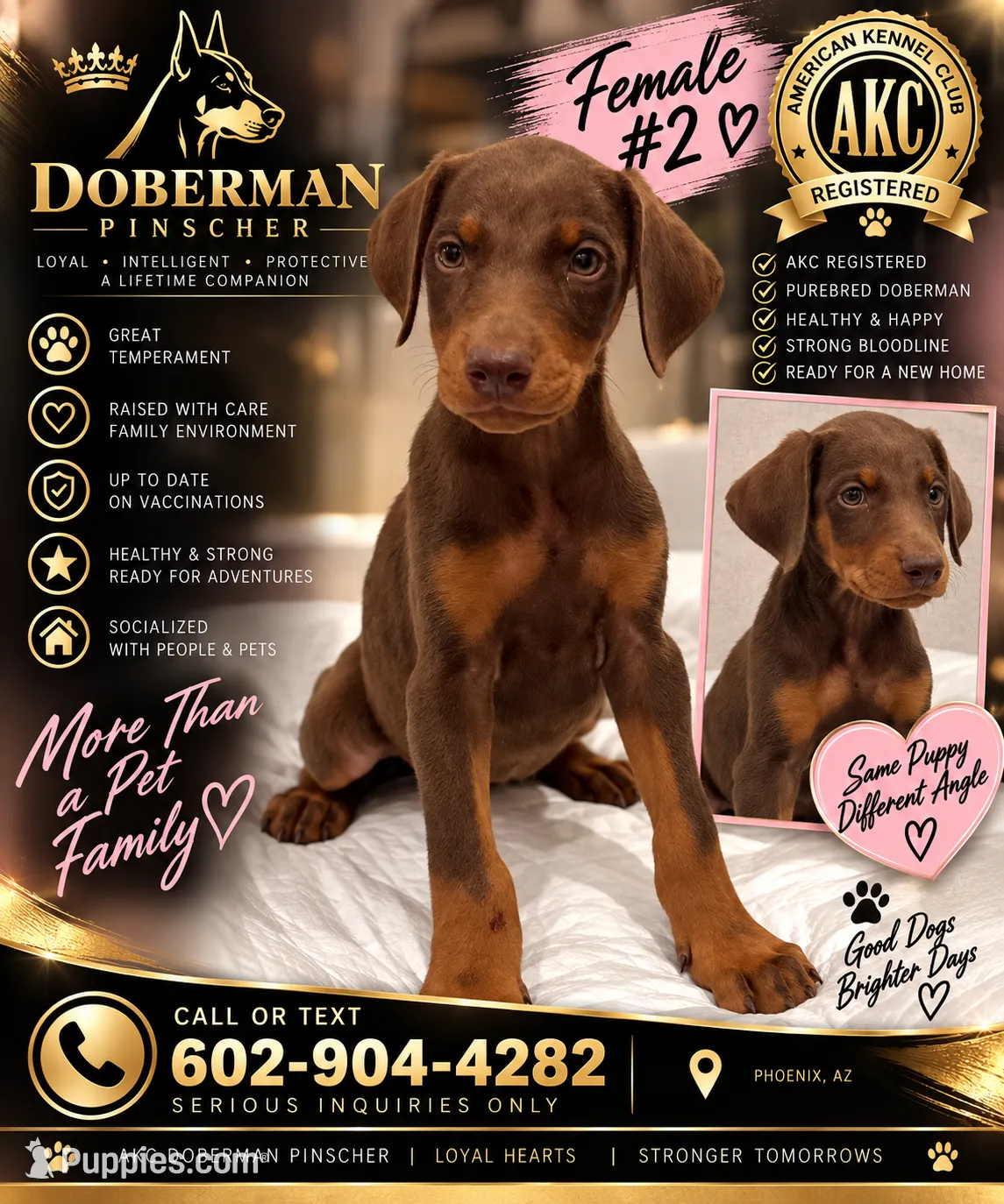 Female Dobbie # 2 – Doberman Pinscher Puppy for Sale | Puppies.com