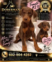Female Dobbie # 2, a female Doberman Pinscher for sale in Phoenix, AZ – 1 of 1